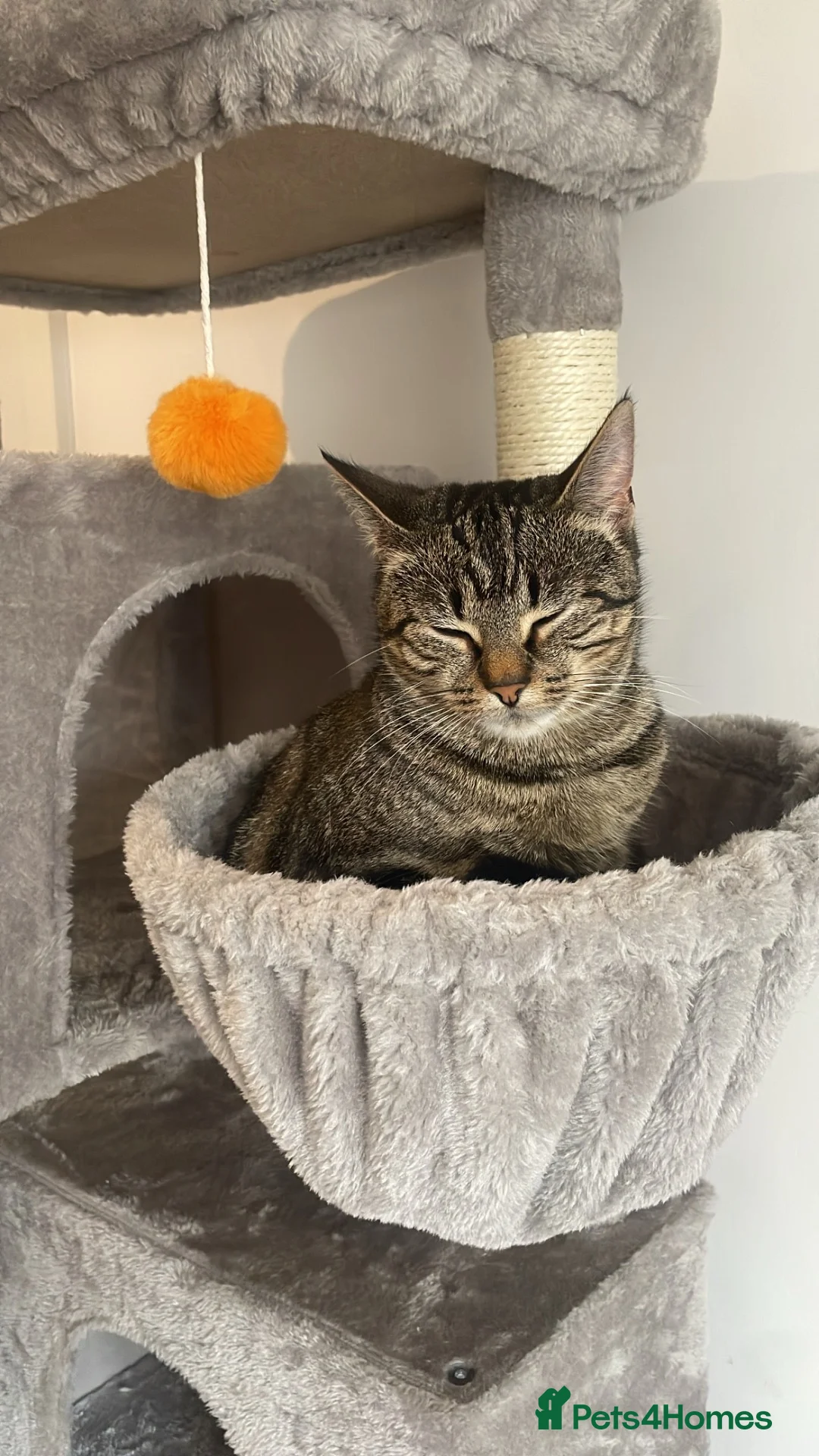 Mixed Breed cats for sale: kittens ready for their new homes (ALL MALE!!) - Advert 15