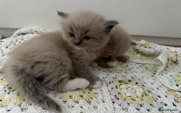 Ragdoll cats for sale: Stunning mink Ragdoll baby’s! 🩶🐱🩶 - Image 10