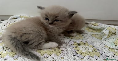 Ragdoll cats - Advert 5