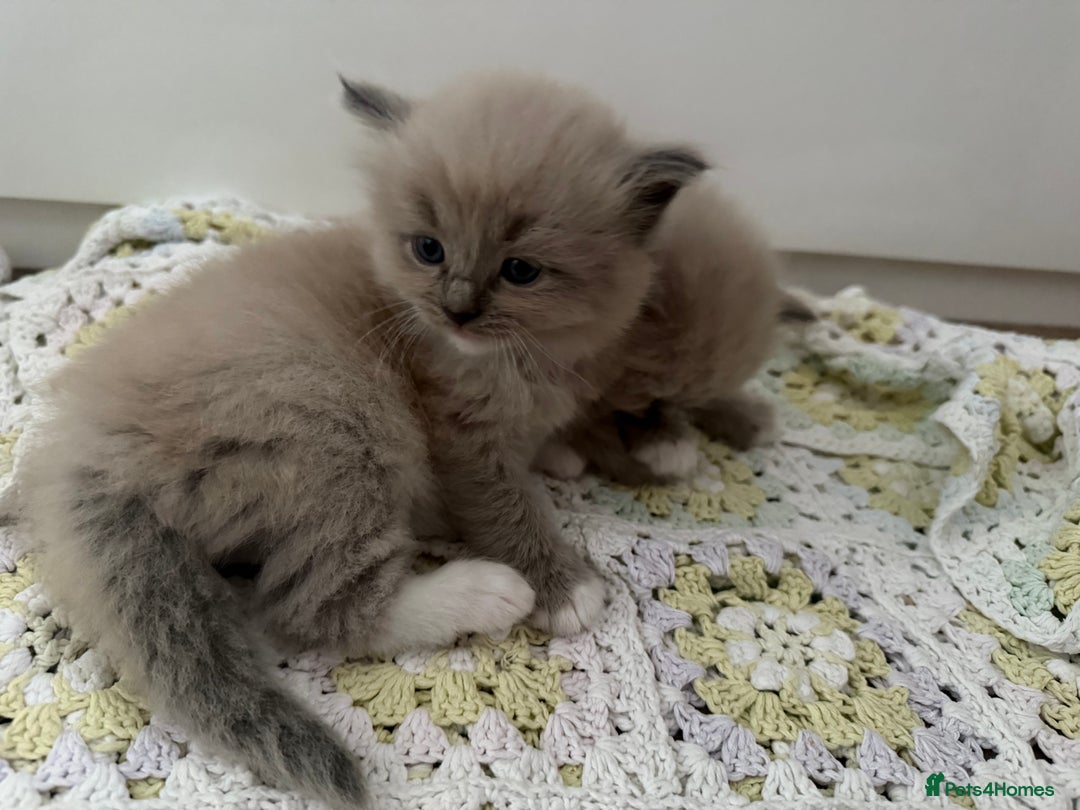 Ragdoll cats for sale: Stunning mink Ragdoll baby’s! 🩶🐱🩶 - Image 10
