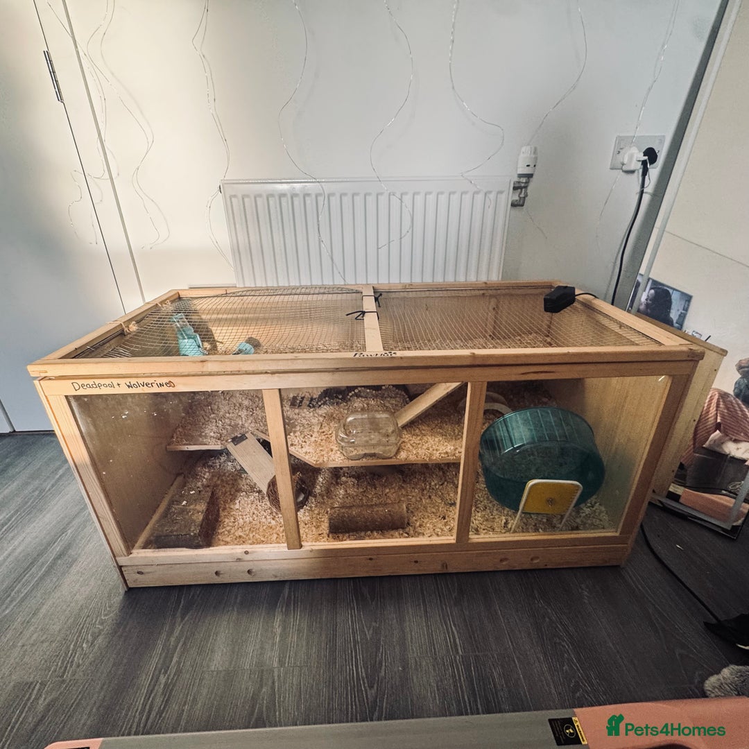 Hamster rodents for sale: Hamster free to good home - Advert 5