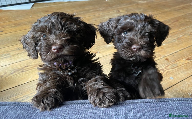 Schnoodle dogs - Advert 1