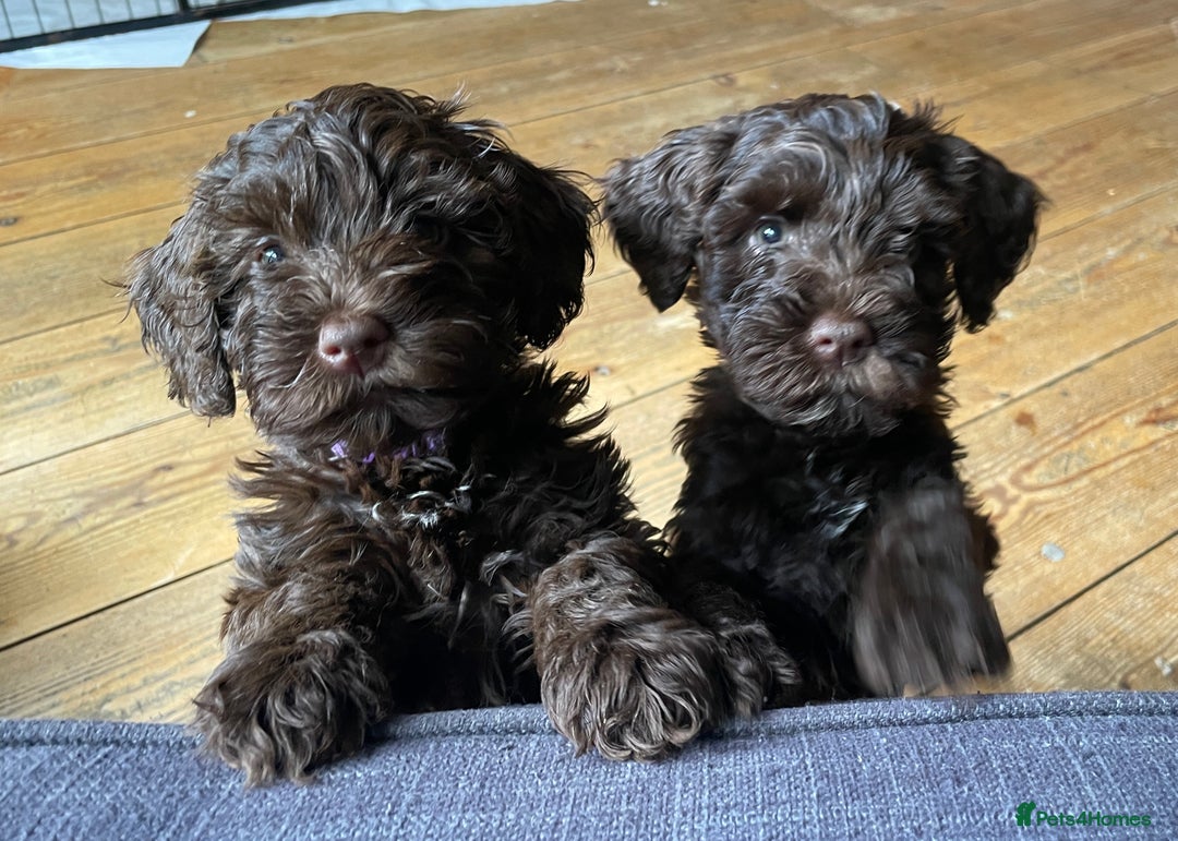 Schnoodle dogs for sale: F1 mega coated mini cross Schnoodles - Image 2