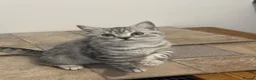 British Shorthair cats for sale: GCCF regd top quality BSH Black Silver Spotties  - Advert 12