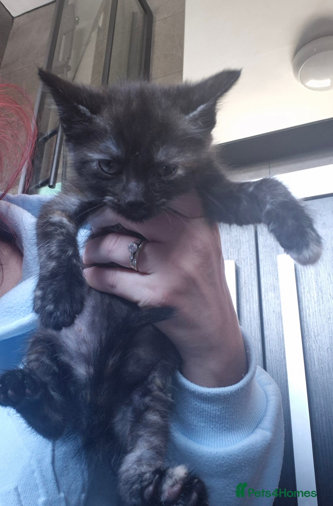 Mixed Breed cats for sale: Kittens  - Image 4
