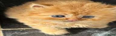 Persian Kitten 1