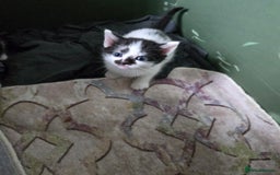 Mixed Breed cats for sale: Pretty black and white fluffy kittens - Image 4