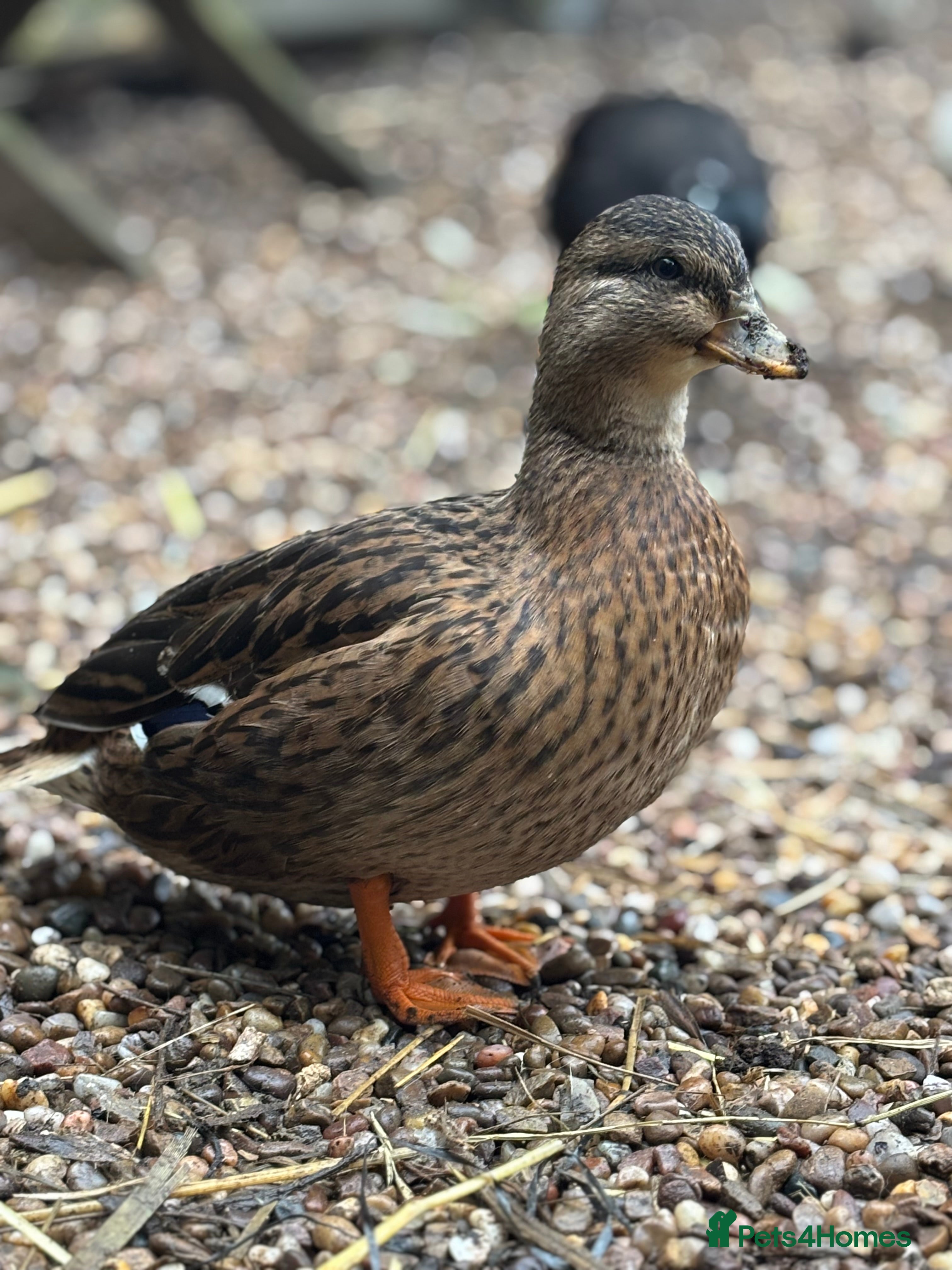 Ducks poultry Mixed Call Duck Hatching Eggs  - Advert 2