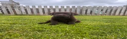 Labrador Retriever dogs for sale: Gorgeous Chunky Chocolate Labrador Puppies  in Tain - Advert 7
