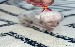 Whippet dogs for sale: Collie X whippet X whippet  - Image 4