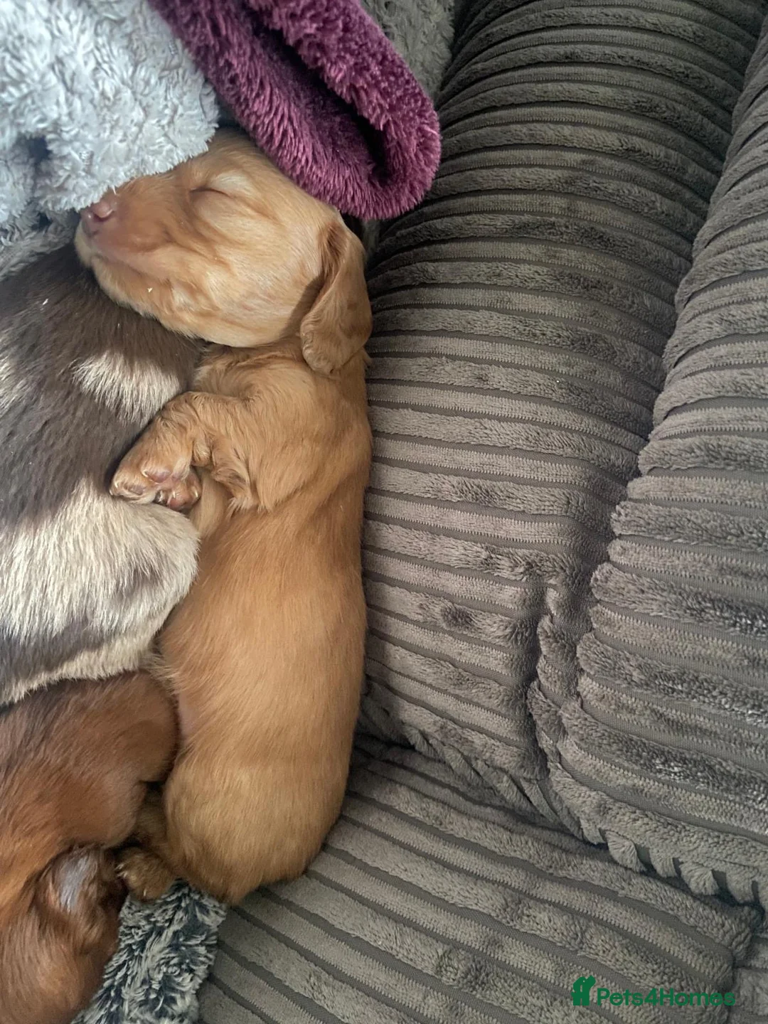 Dachshund dogs for sale: Long haired miniature  - Advert 13