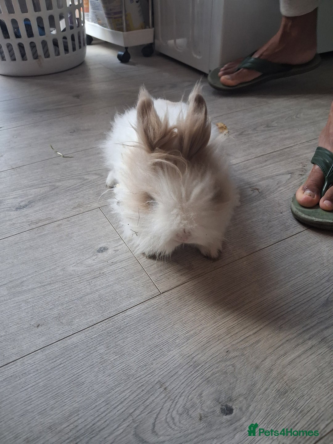 Lionhead rabbits for sale: Lionhead  - Advert 10