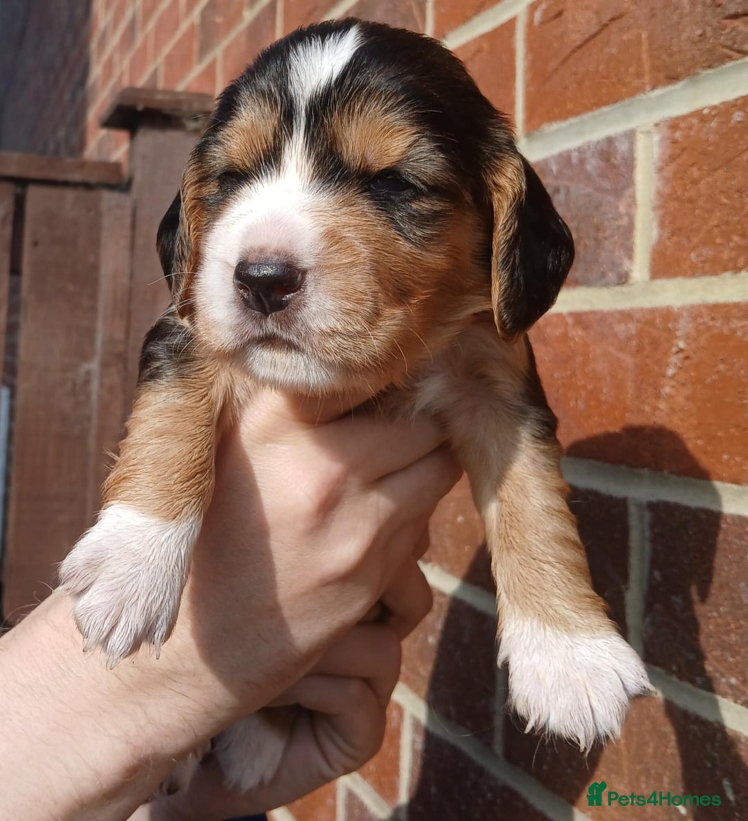 Cocker Spaniel dogs for sale: 3Beautiful show type cocker spaniels 💕♥️ 💙💕 - Image 18