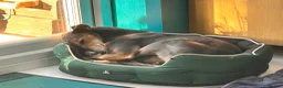 Mixed Breed dogs for sale: Trixie - Advert 1