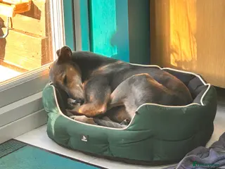 Mixed Breed dogs Trixie - Advert 4