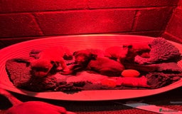 Whippet dogs for sale: Gorgeous litter of whippet puppies - Image 5
