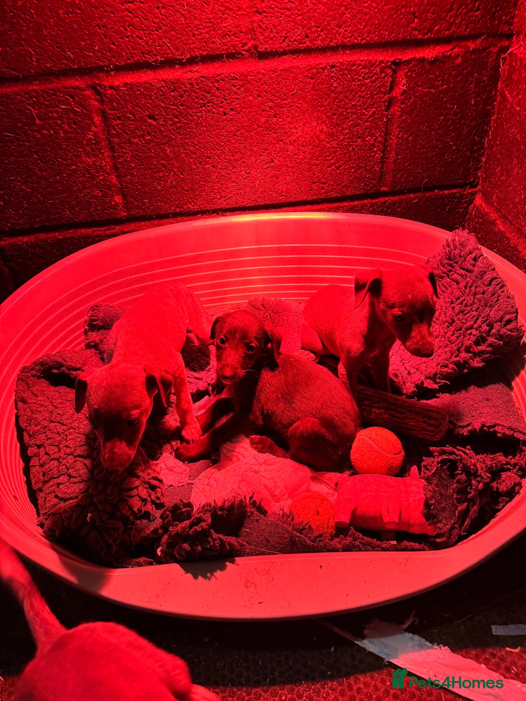 Whippet dogs for sale: Gorgeous litter of whippet puppies - Image 5