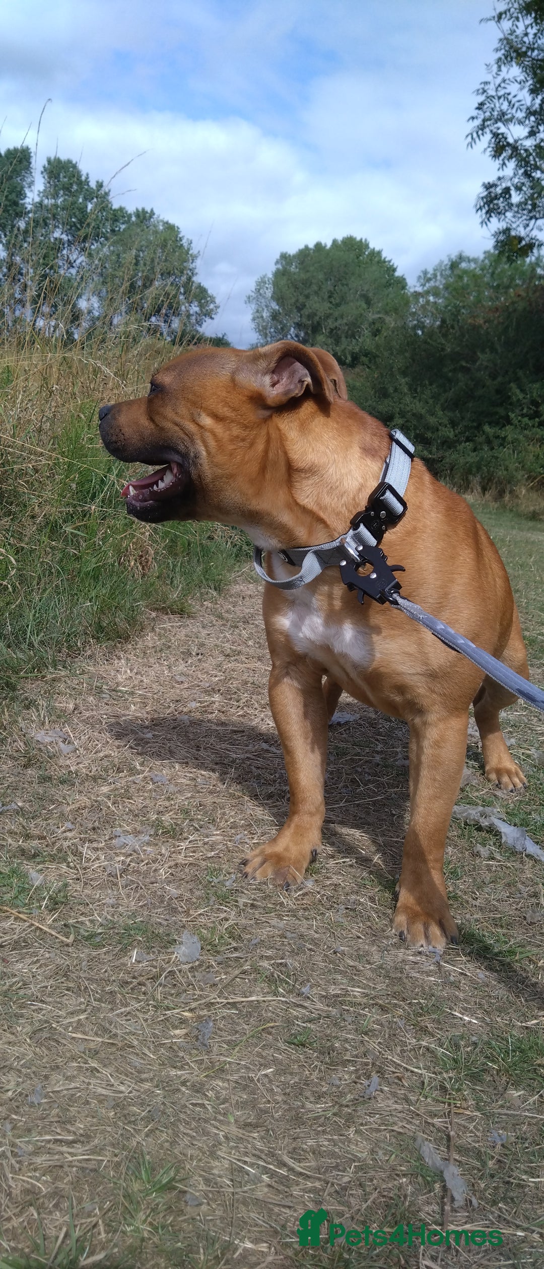 Staffordshire Bull Terrier dogs for sale: RED STAFFORDSHIRE BULL TERRIER consider Co-owner - Image 7