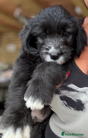 Mixed Breed dogs - Advert 12