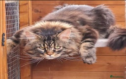 Maine Coon cats for sale: Beautiful Mainecoon female - Image 5