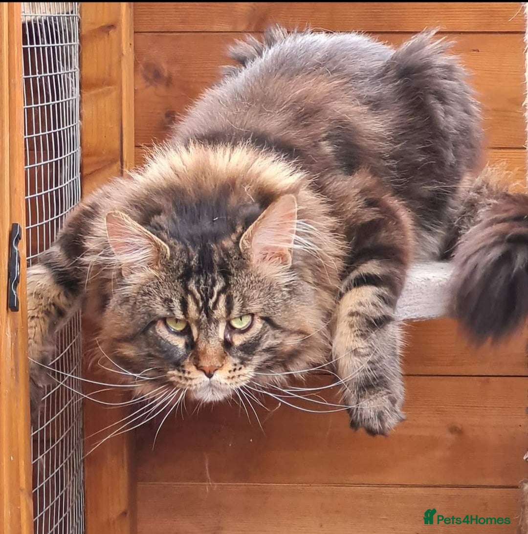 Maine Coon cats for sale: Beautiful Mainecoon female - Image 5