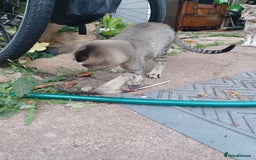 British Shorthair cats for sale: Kitten boy  - Image 9