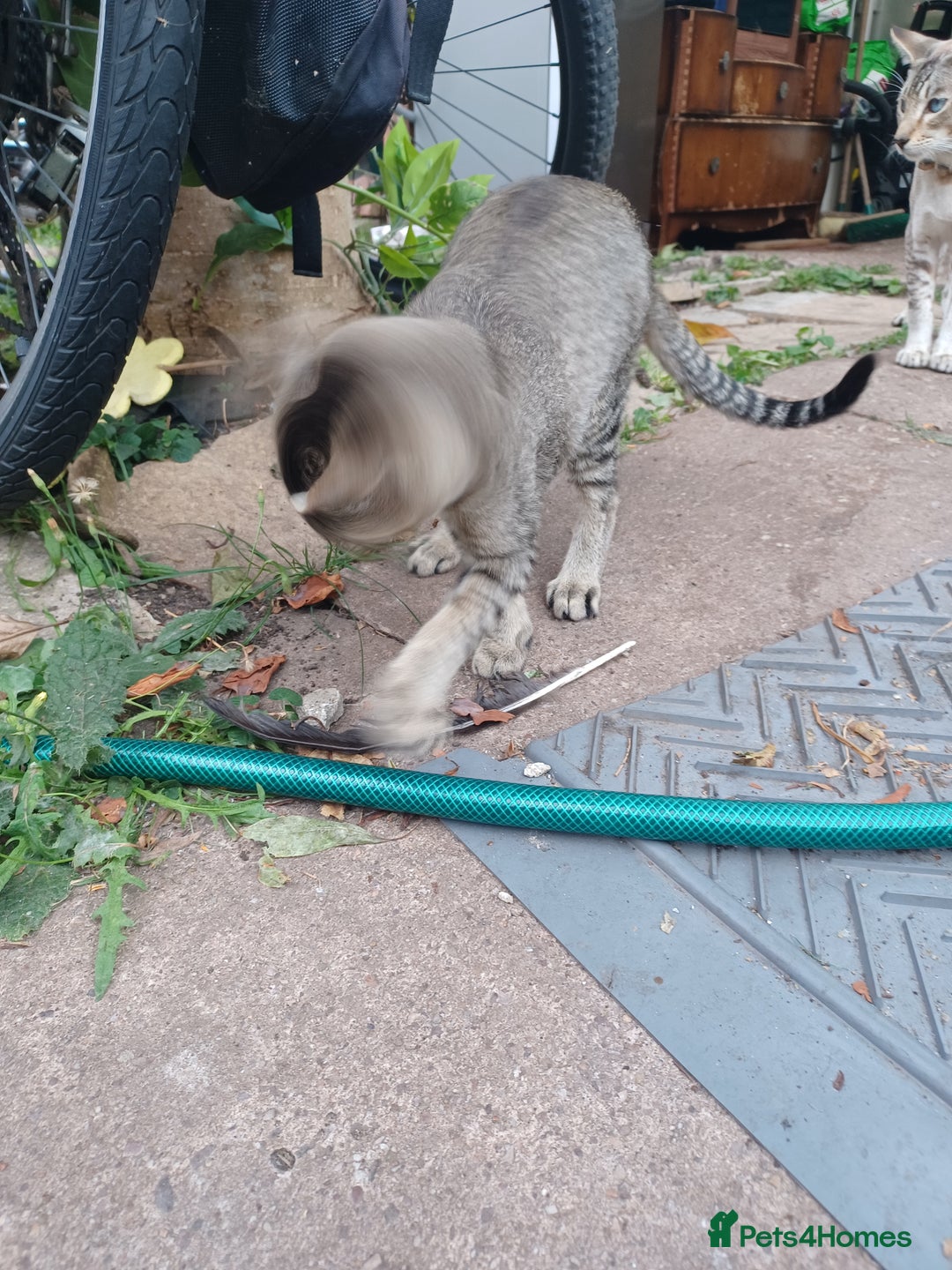 British Shorthair cats for sale: Kitten boy  - Image 9