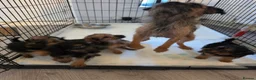 Mixed Breed dogs for sale: Borderpoo vet checked, 1st cross puppies - Advert 2