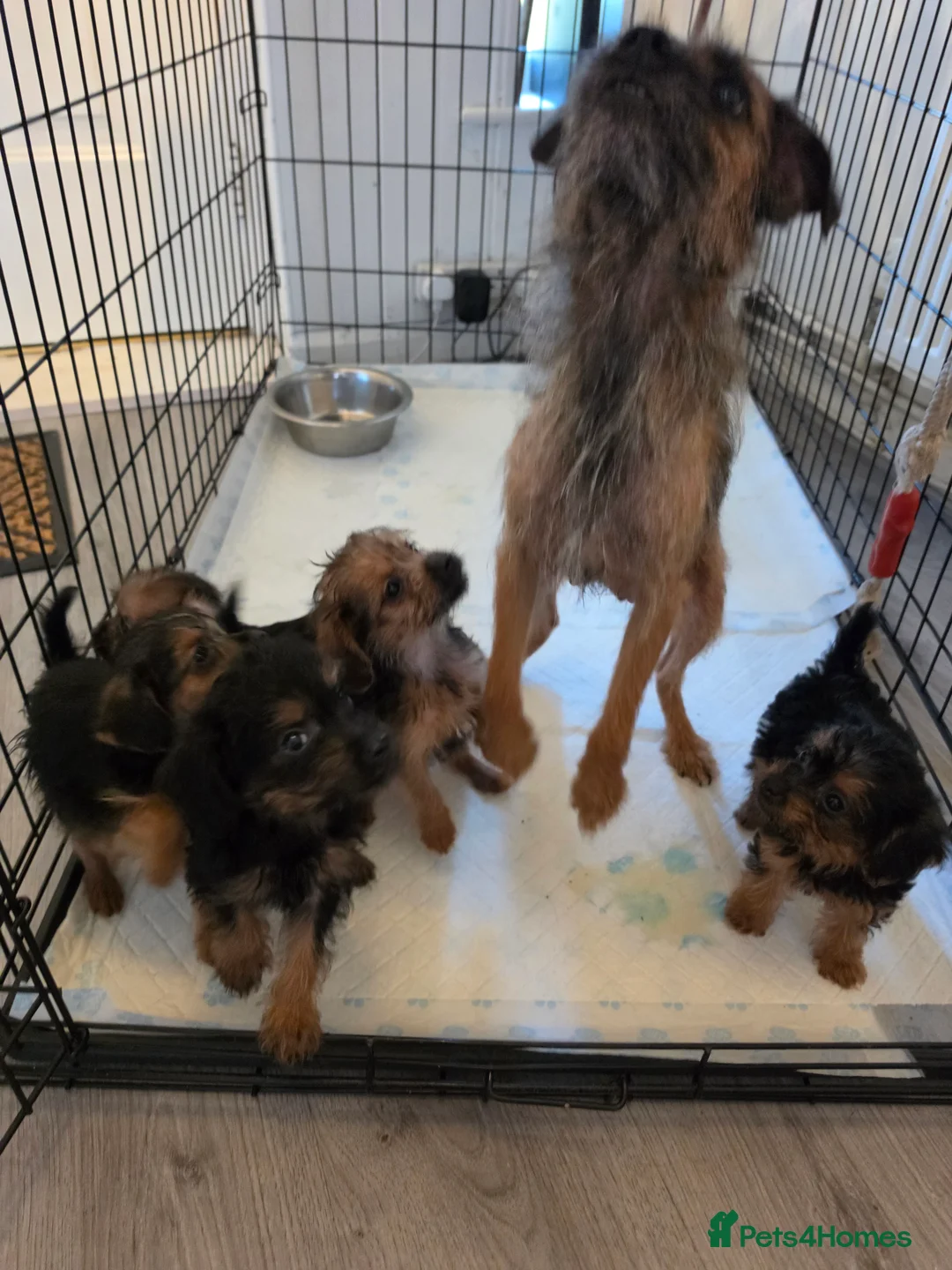 Mixed Breed dogs for sale: Borderpoo vet checked, 1st cross puppies - Advert 2