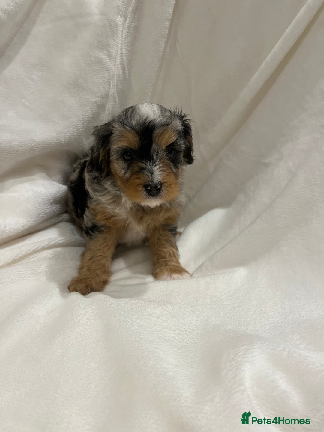 Cavapoo dogs for sale: Rare extensively health tested chocolate cavapoos - Advert 5