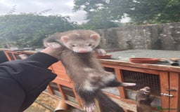 Ferret rodents for sale: Ferrets for sale - Image 1