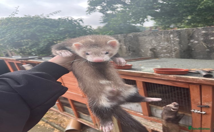 Ferret rodents - Advert 2