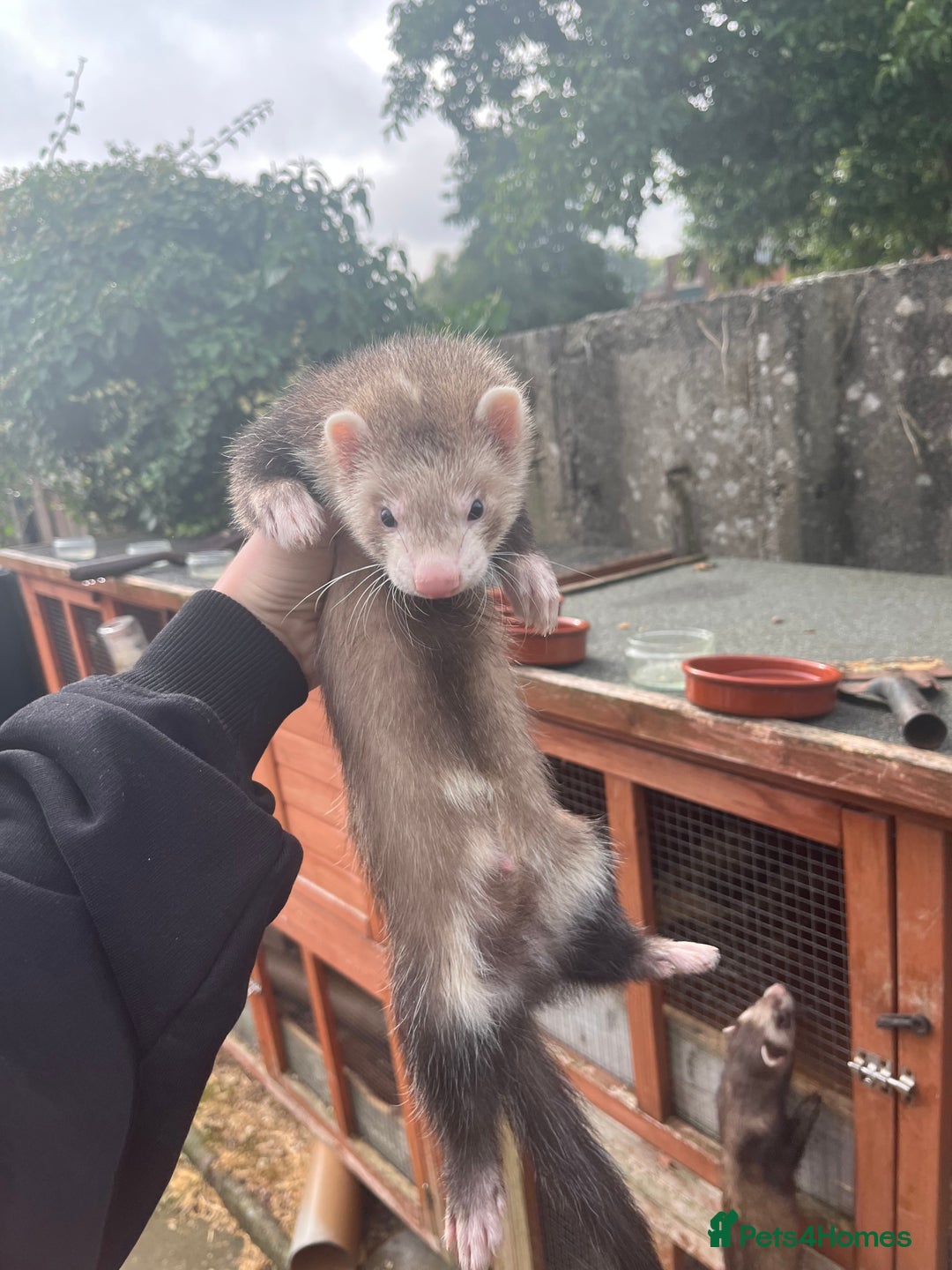 Ferret rodents for sale: Ferrets for sale - Image 1