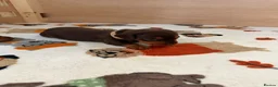 Miniature Dachshund dogs for sale: KC Reg Miniature Chocolate & Tan Dachshunds - Advert 9