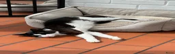 Turkish Angora cats for sale: Lucky  in Wishaw - Advert 3