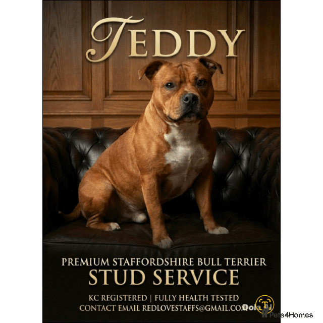 Staffordshire Bull Terrier dogs Introducing TEDDY🧸 - Advert 17