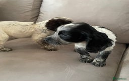 Cocker Spaniel dogs for sale: Healthy puppies - Image 19