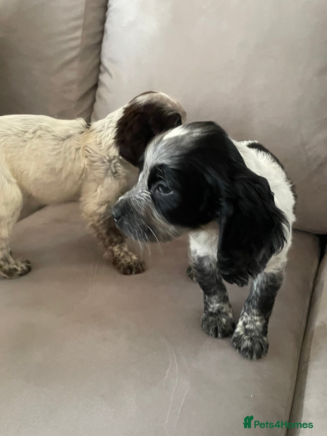 Cocker Spaniel dogs for sale: Healthy puppies - Image 19
