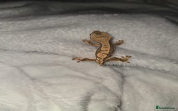 Gecko reptiles for sale: Baby Crested Geckos - Lilly whites - Image 4
