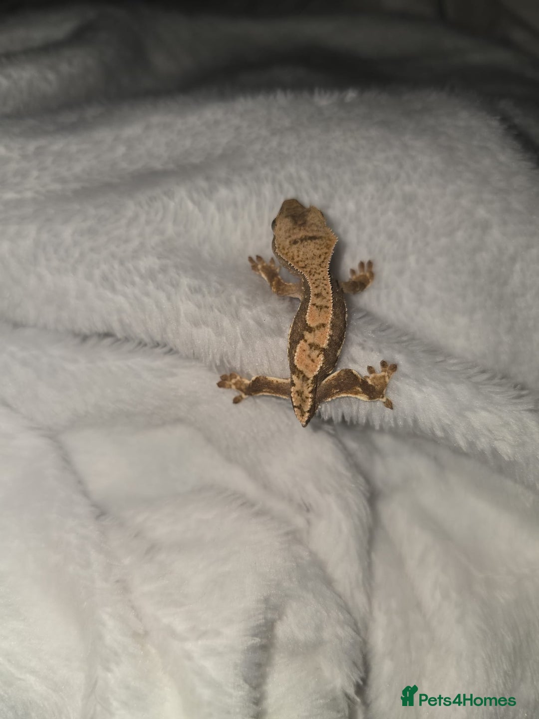 Gecko reptiles for sale: Baby Crested Geckos - Lilly whites - Image 4