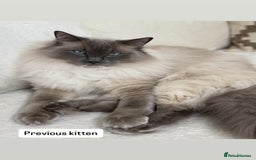 Ragdoll cats for sale: “ Ragdoll kittens “ A perfect  **  present  - Image 5
