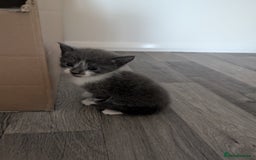 Mixed Breed cats for sale: Mixed Breed Ragdoll Kittens - Image 6
