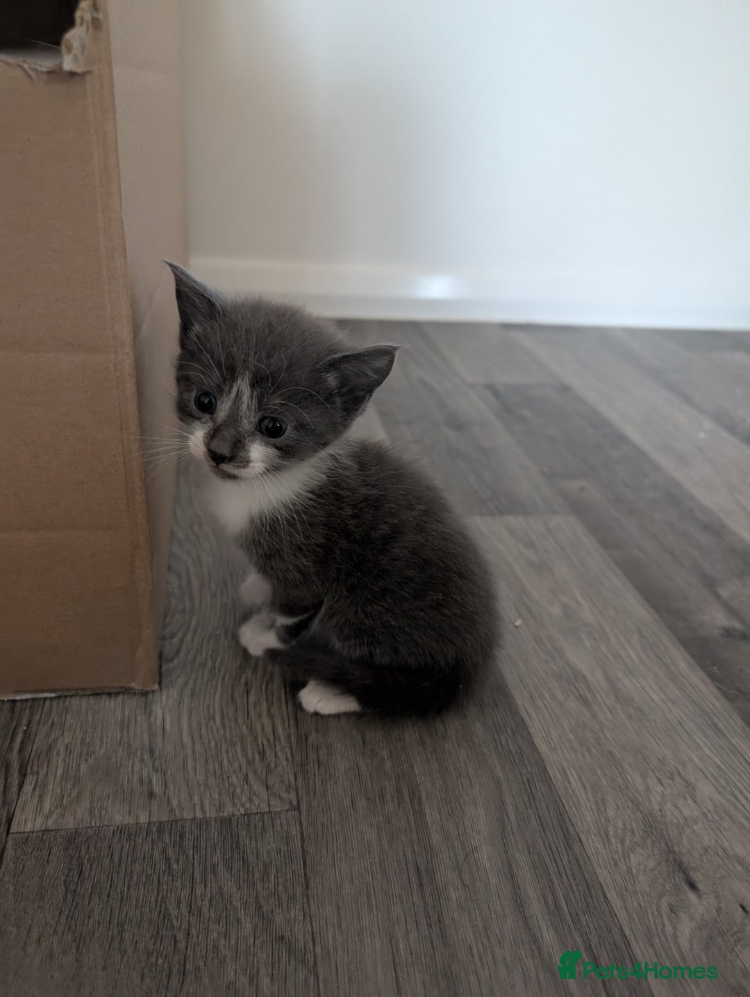 Mixed Breed cats for sale: Mixed Breed Ragdoll Kittens - Image 6