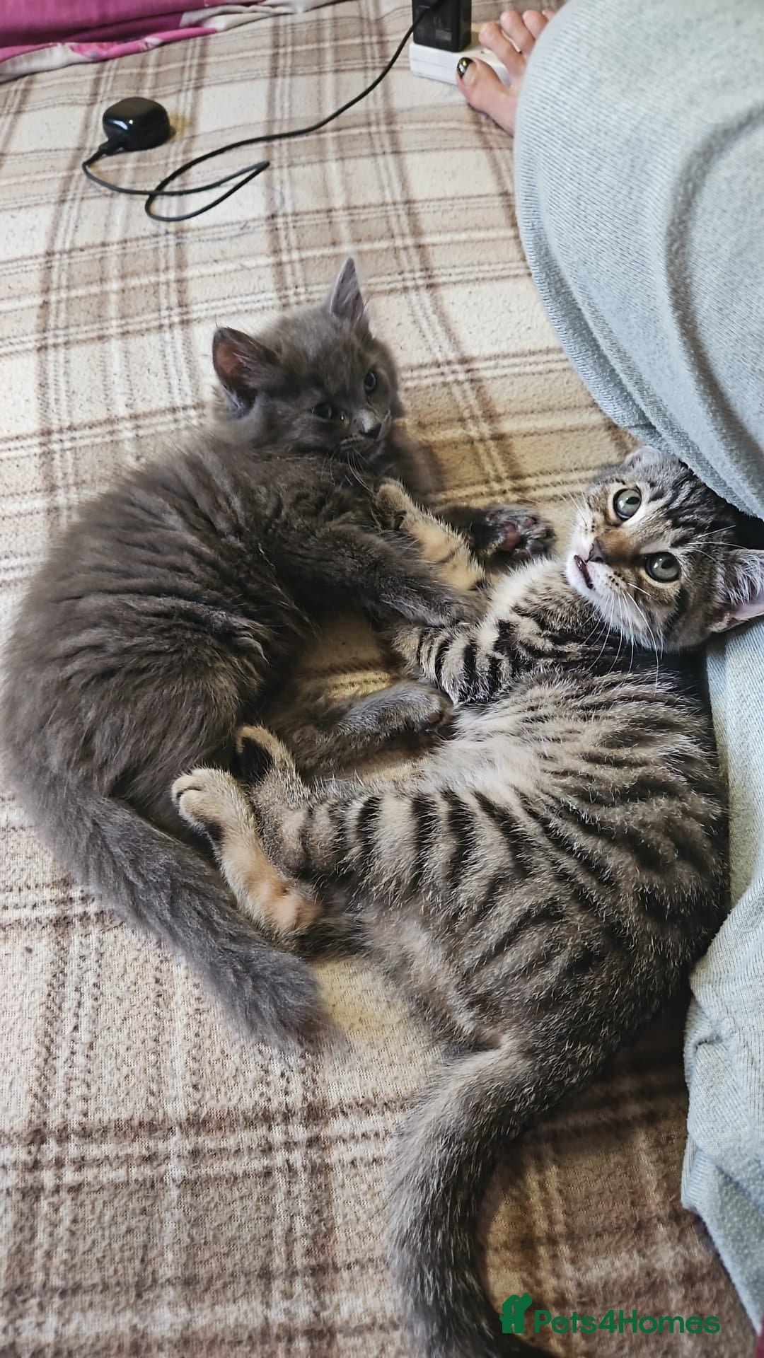 Domestic Shorthair cats for sale: Kittensss - Image 16