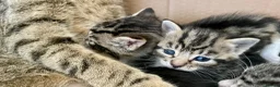 Russian Blue cats for sale: Beautiful Russian blue British shorthair cross  - Advert 11
