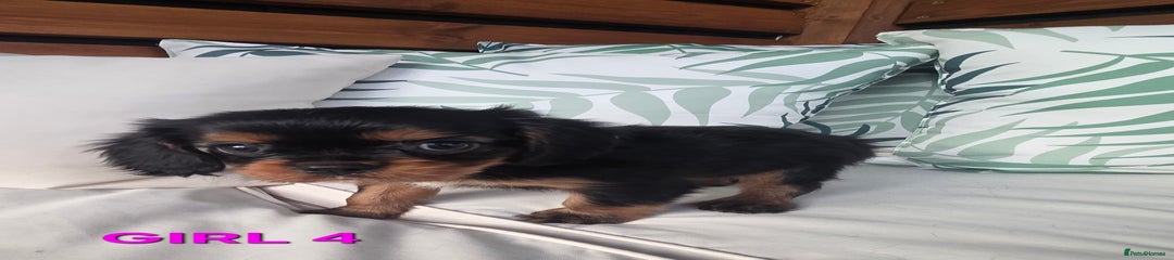 Cavalier King Charles Spaniel Puppy 4
