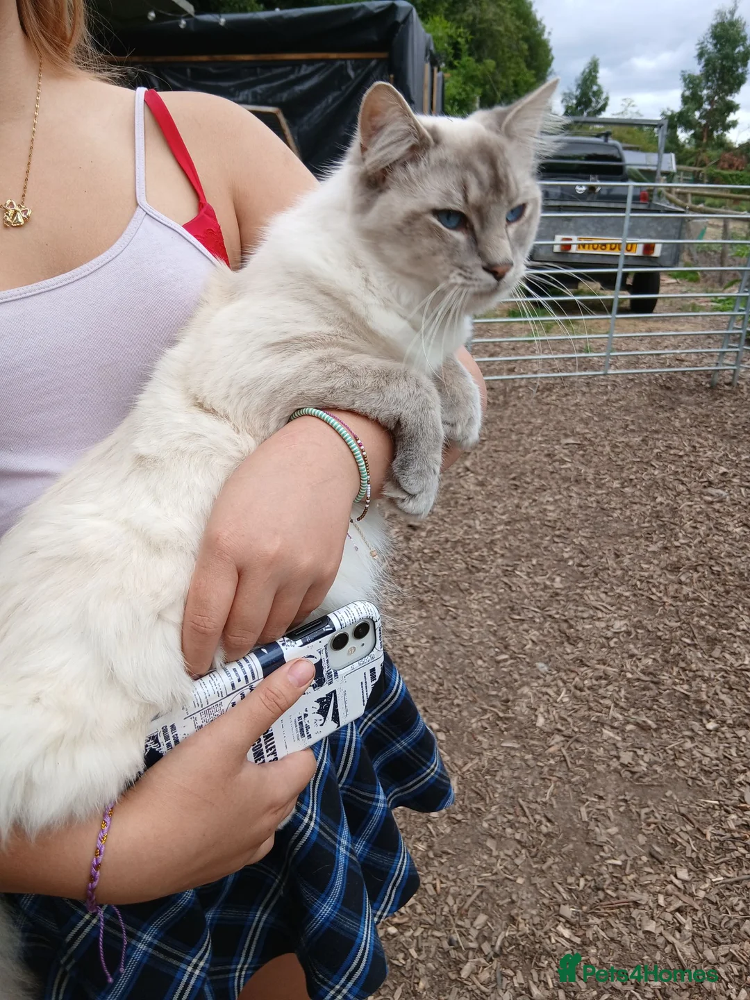 Ragdoll cats for sale: Beautiful Ragdoll male - Advert 13