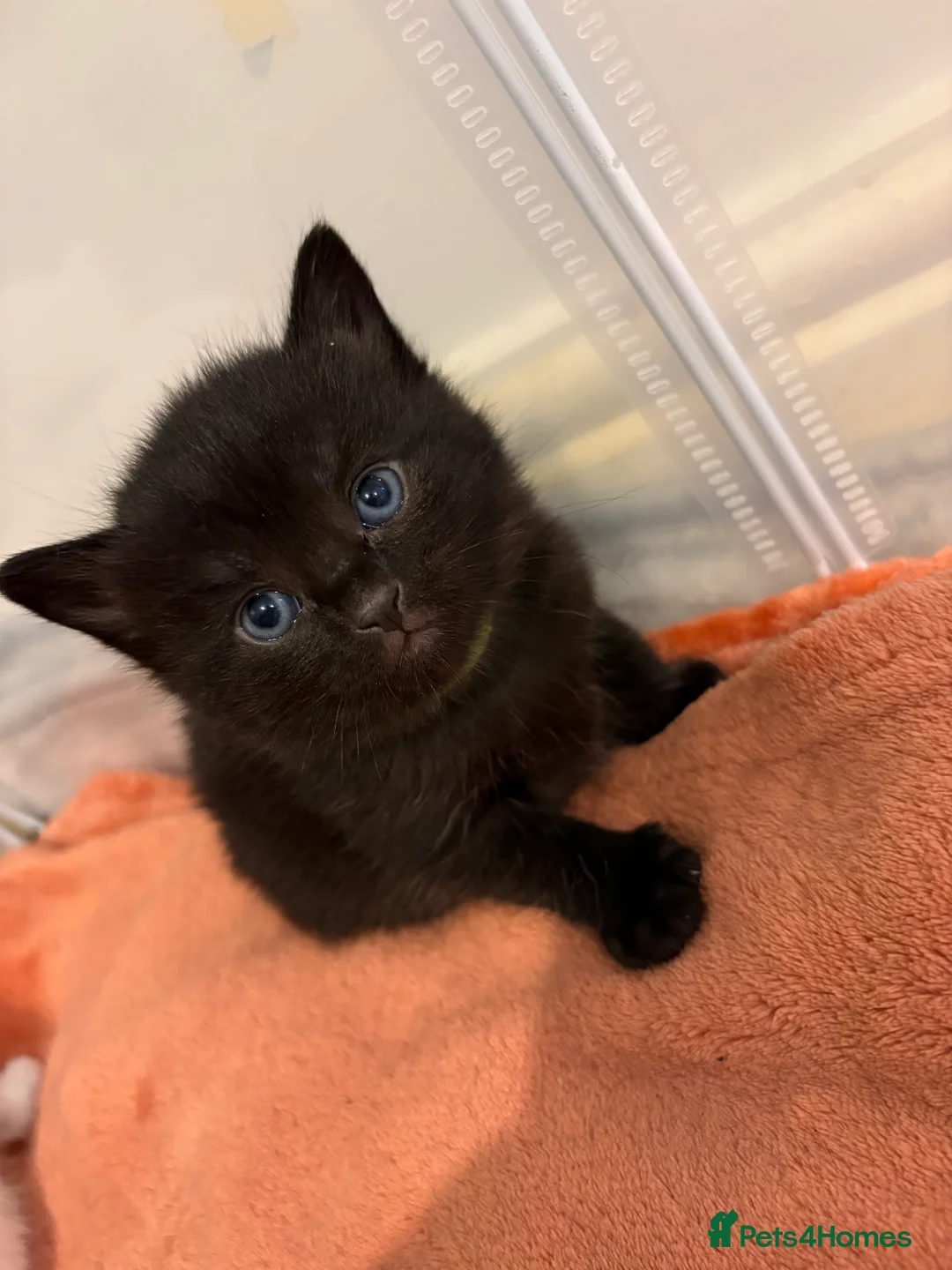 Mixed Breed cats for sale: Full white and black kittens for sale  - Advert 5