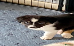 Australian Shepherd dogs for sale: Miss Julie Duckworth - Image 6