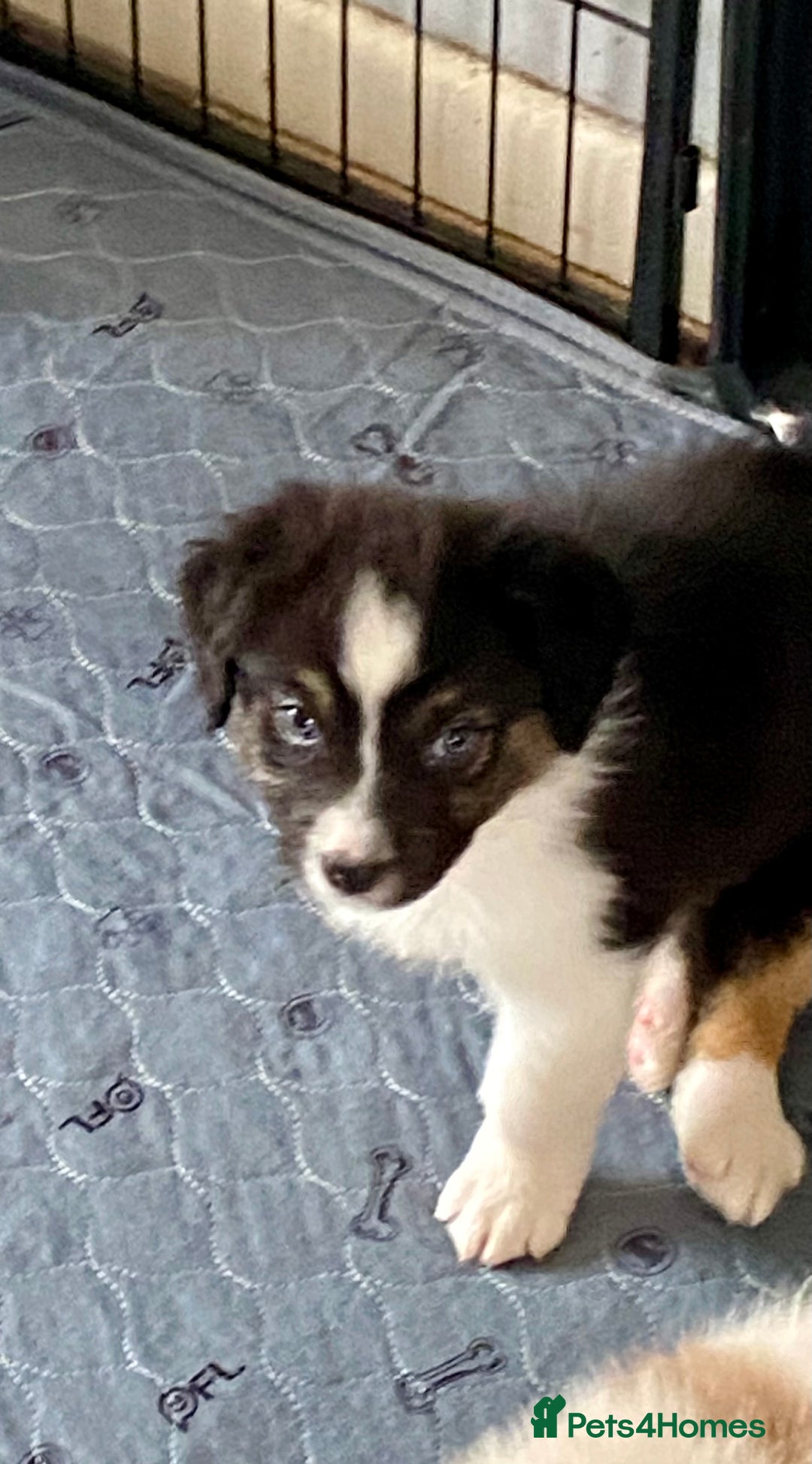 Australian Shepherd dogs for sale: Miss Julie Duckworth - Image 6